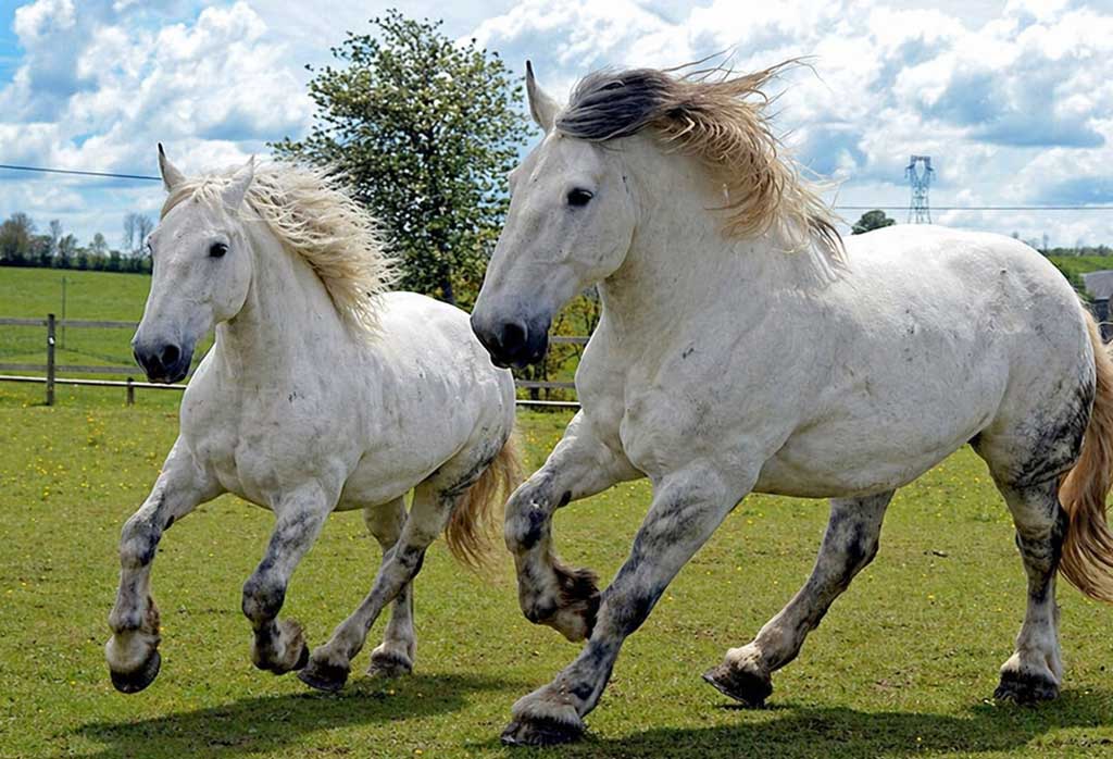 Cheval percheron dans le paysage local