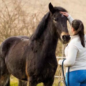 Séjour insolite dans le Perche au Domaine des Écuries