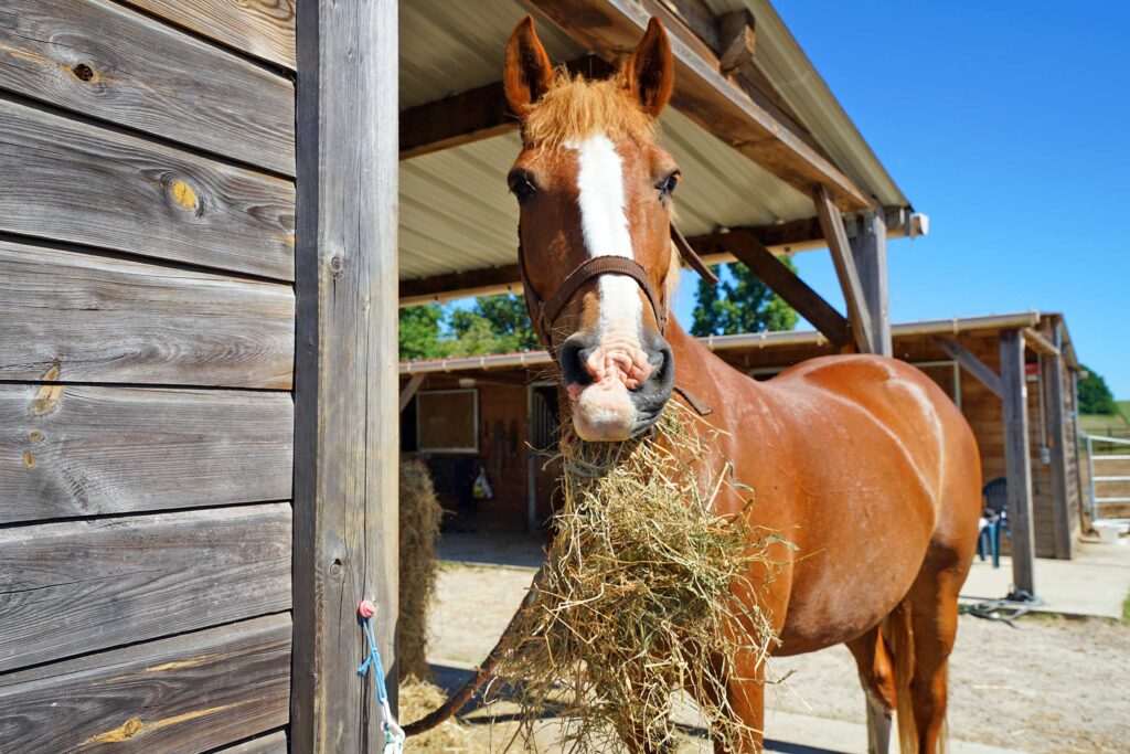 Potager, chevaux et espaces naturels au Domaine des Écuries