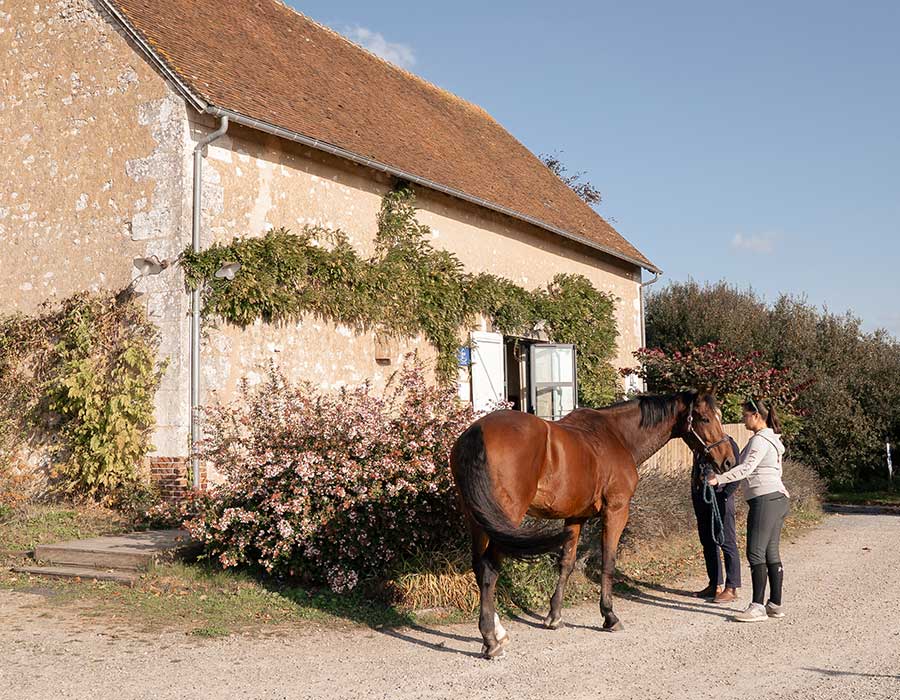 Chevaux au Domaine des Écuries dans un cadre naturel du Perche
