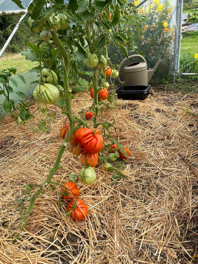 Sol vivant, paillage et cultures naturelles au potager du domaine