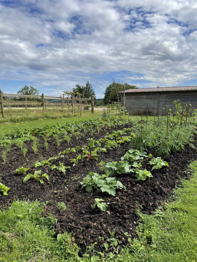 Carrés cultivés du potager en permaculture au domaine