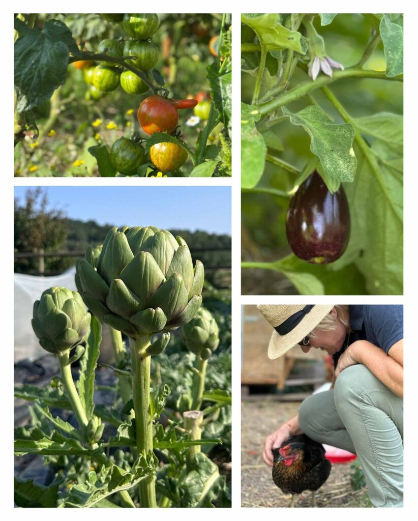 Potager du Bistrot des Écuries dans le Perche