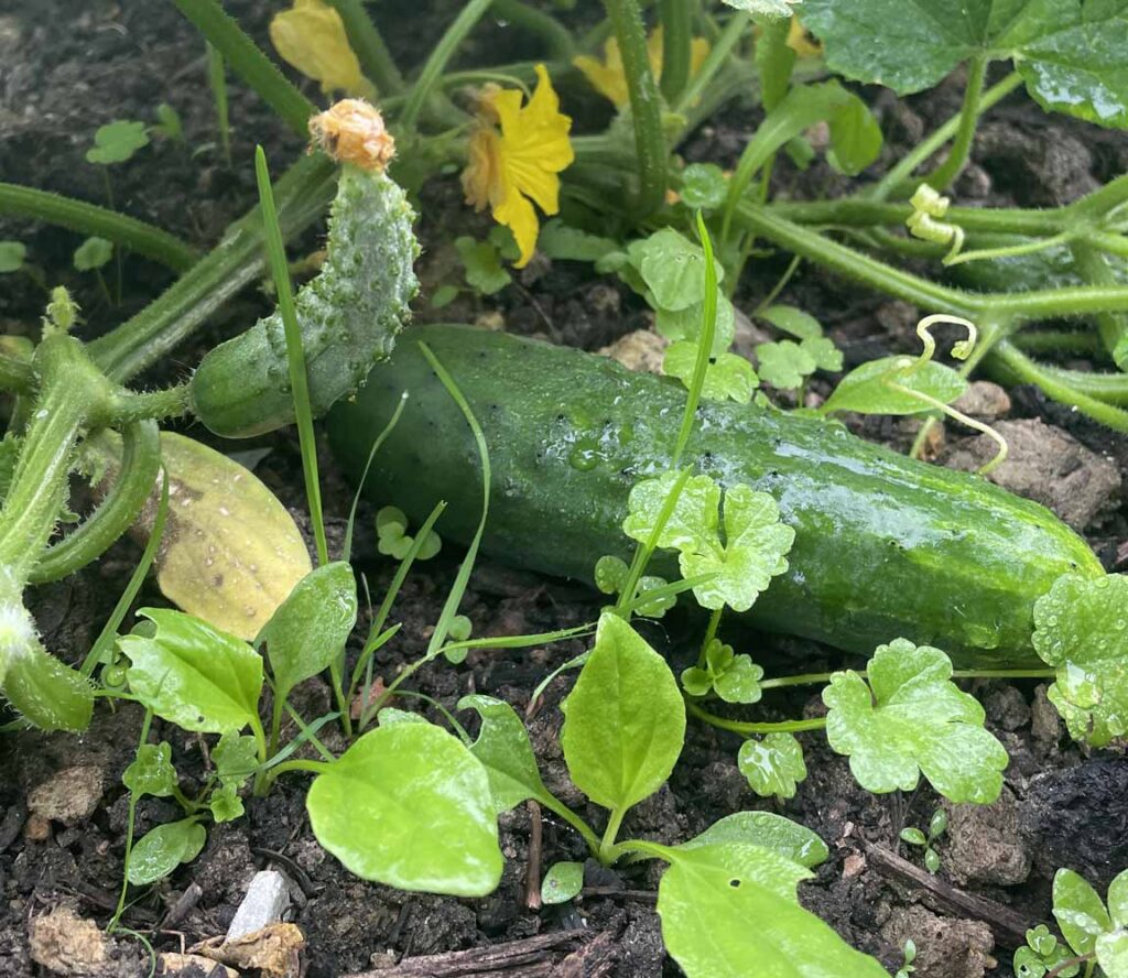 Potager naturel au Domaine des Écuries
