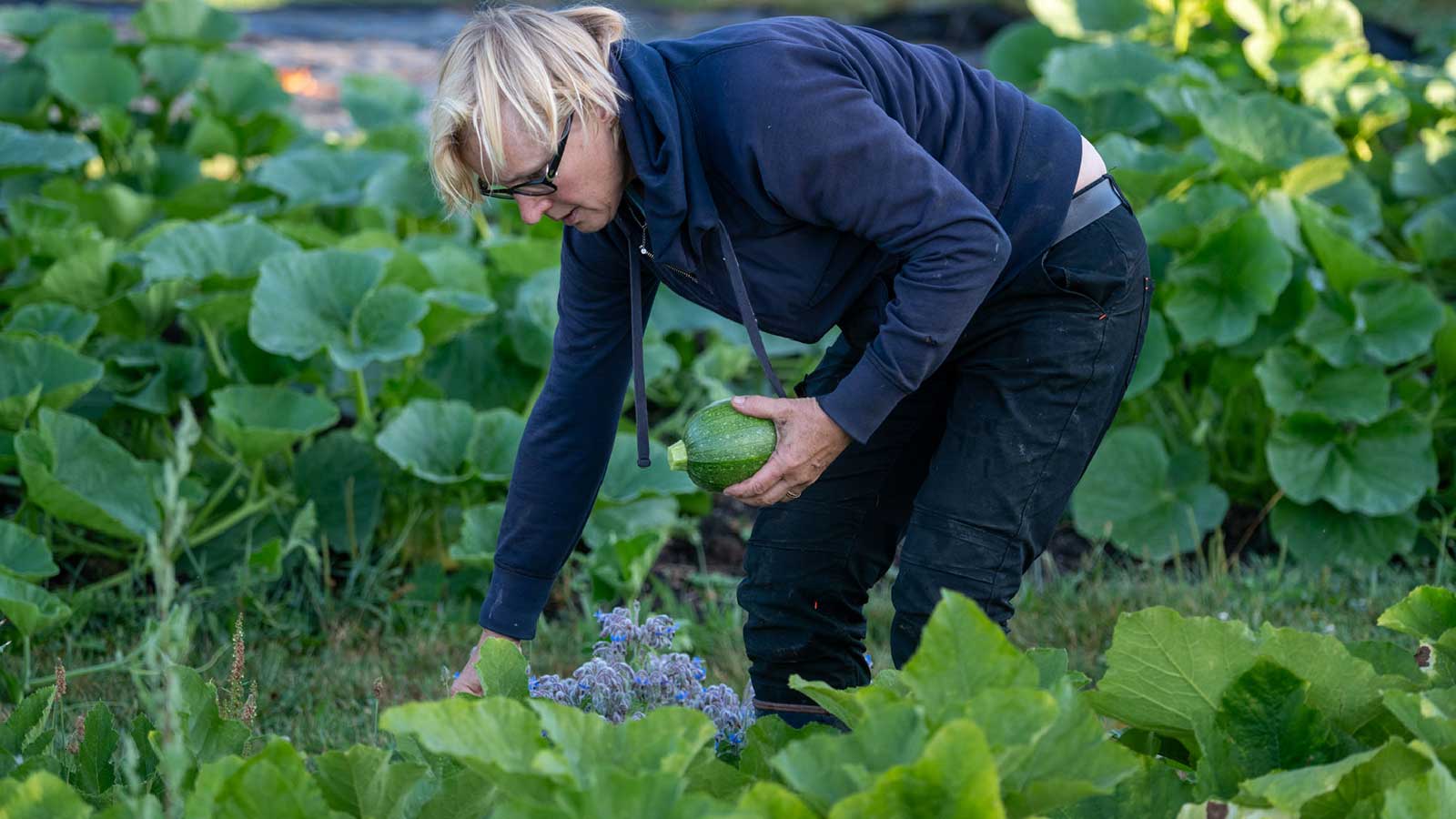 Potager en permaculture au Domaine des Écuries dans le Perche